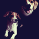 Illustration for article titled Shooting Challenge Pets Gallery 4